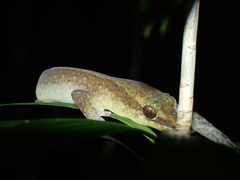 Bavayia septuiclavis