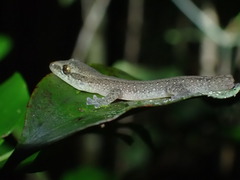 Bavayia septuiclavis