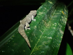 Eurydactylodes symmetricus