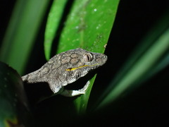 Eurydactylodes symmetricus