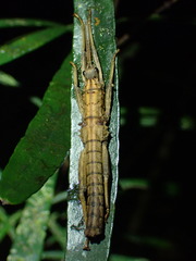 Canachus alligator