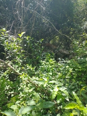 Nasua narica yucatanica