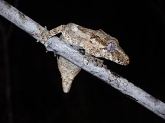 Rhacodactylus auriculatus