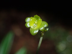 Crepidium taurinum