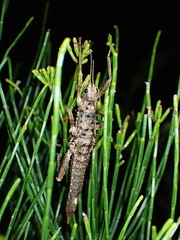 Canachus alligator
