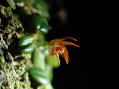 Porpax karikouyensis