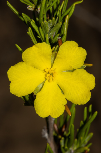 Ooldea Guinea-flower (Hibbertia crispula)