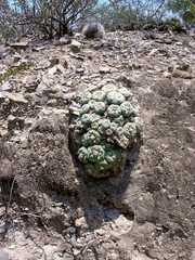 Lophophora diffusa