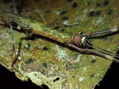 Marmessoidea rosea