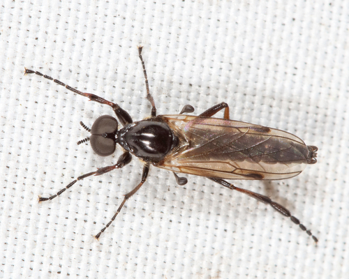 Bibio longipes Loew, 1864