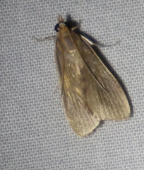 Circobotys occultilinea