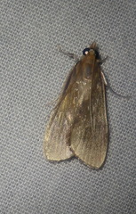 Circobotys occultilinea