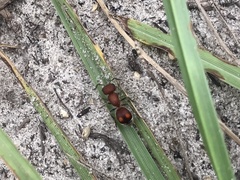 Pseudomethoca oculata