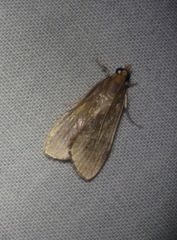 Circobotys occultilinea