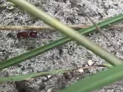 Pseudomethoca oculata