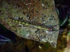 Marmessoidea rosea