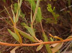 Chironia jasminoides