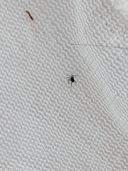 Gerromorpha