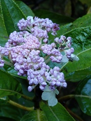 Hydrangea longifolia