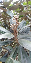 Miconia versicolor