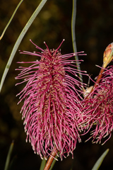 Hakea francisiana