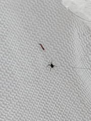 Gerromorpha