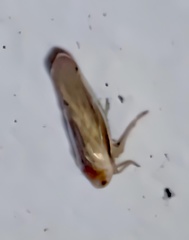 Omolicna