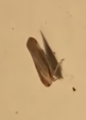 Omolicna