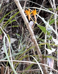 Epidendrum geminiochraceum