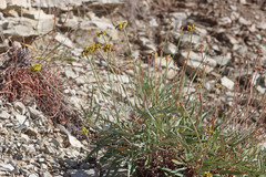 Eriogonum brevicaule laxifolium