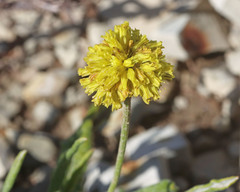 Eriogonum brevicaule laxifolium