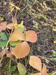 Fragaria orientalis
