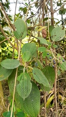 Miconia subseriata