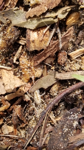 Coast Sand-treader Cricket