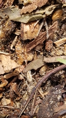 Rhachocnemis validus