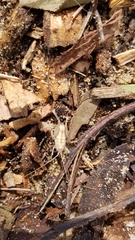 Rhachocnemis validus