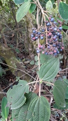 Miconia subseriata
