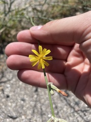 Chondrilla juncea