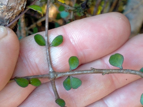 Image of Pittosporum obcordatum by (c) John Barkla, some rights reserved (CC BY)