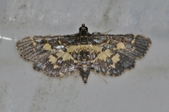 Eurrhyparodes bracteolalis