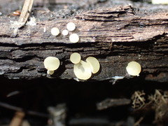 Hymenoscyphus imberbis