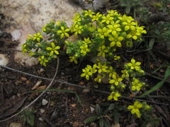 Crassula sebaeoides