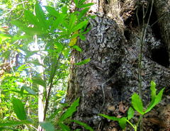 Platylophus trifoliatus