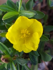 Hibbertia diffusa