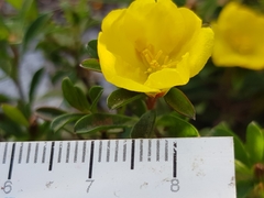 Hibbertia diffusa