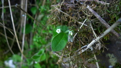 Myosotis lytteltonensis
