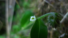 Myosotis lytteltonensis