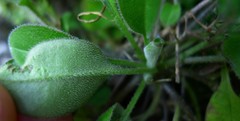 Myosotis lytteltonensis