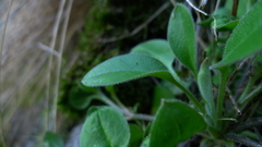 Myosotis lytteltonensis
