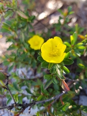 Hibbertia diffusa